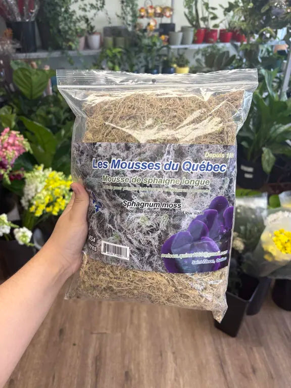 Sphagnum Moss (4L Bag)