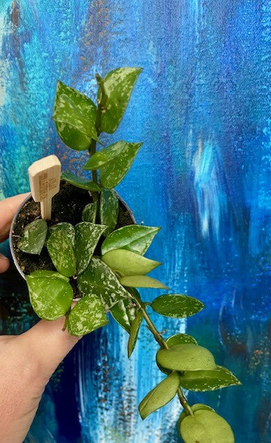 Hoya krohniana 'Splash'