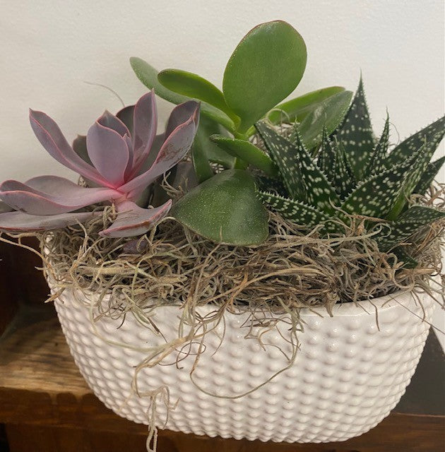 Dotted Oval Succulent Planter