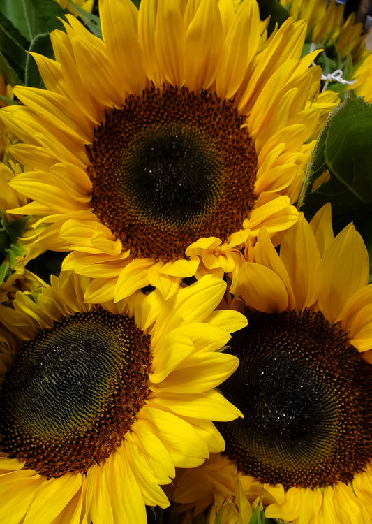 Sunflower Bouquet with Filler