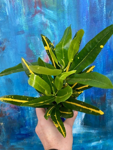 Croton Sunny Star