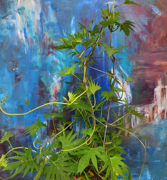 Ipomoea quamoclit - Cardinal Vine