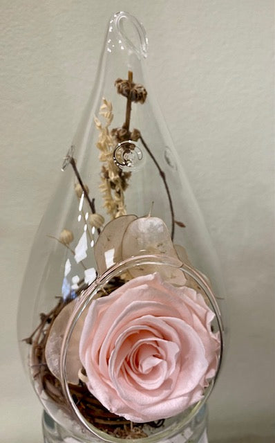 Preserved rose tear. "Pink Scape."