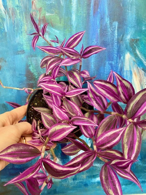 Tradescantia Rose