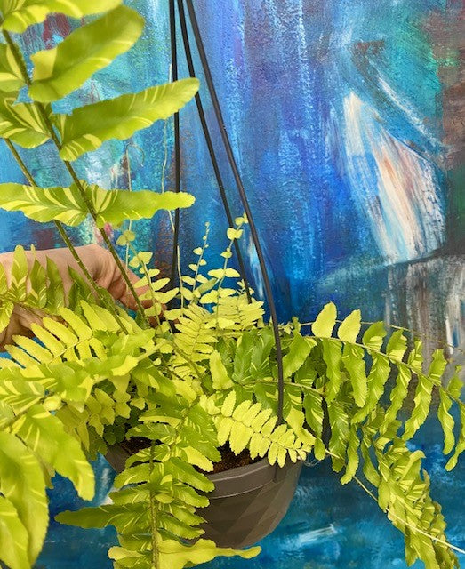 Varigated Boston Fern