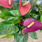Anthurium