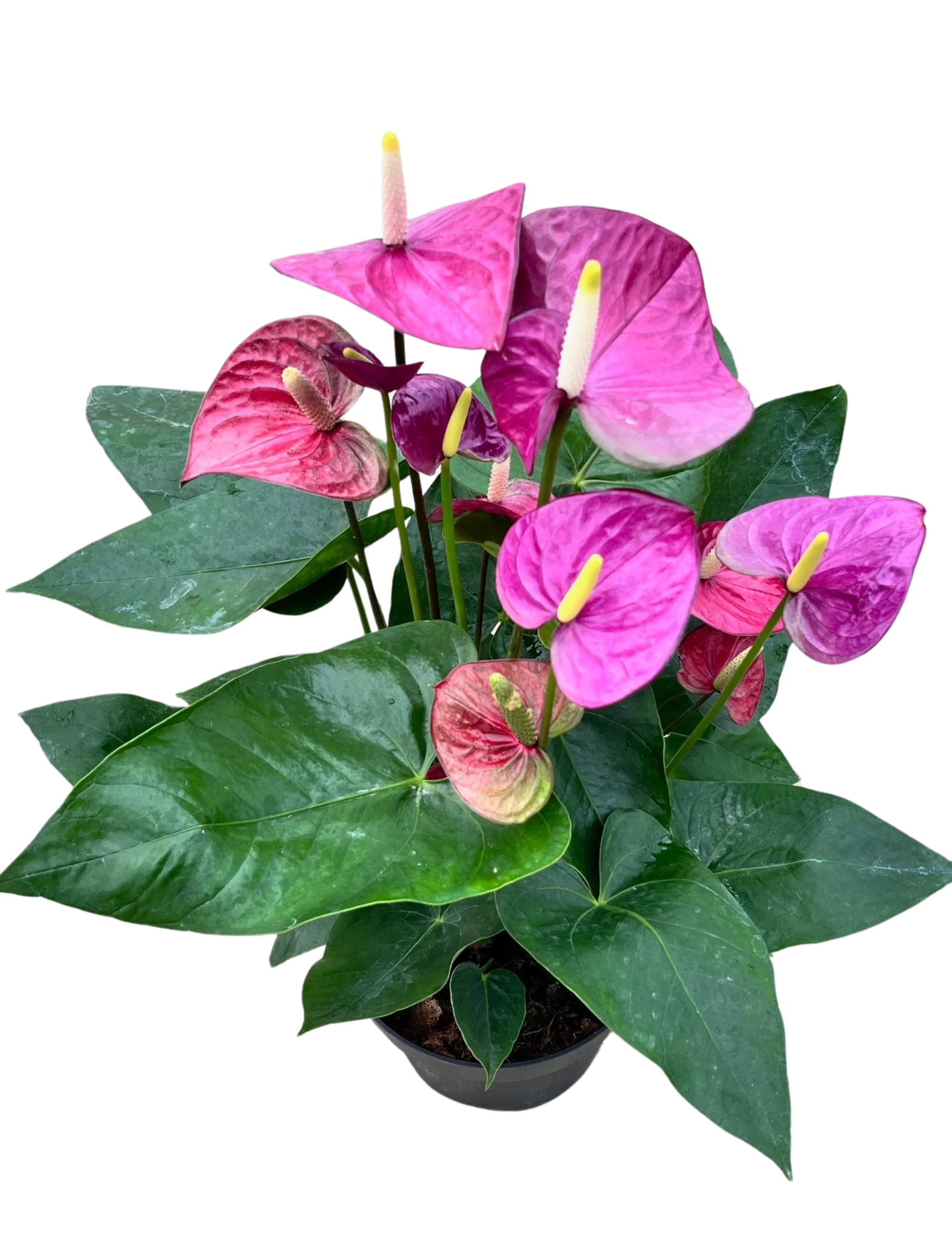 anthurium wilfordii Anthurium – Wild Willy's Plants and Flowers