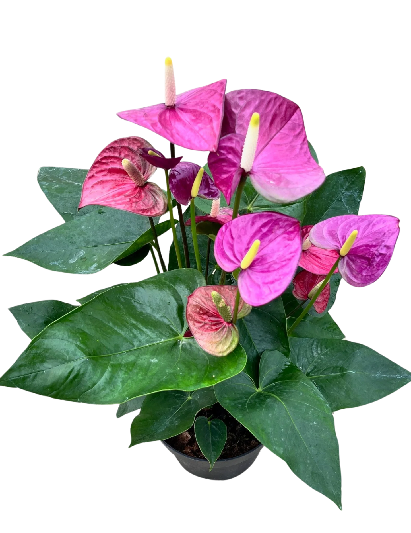 Anthurium