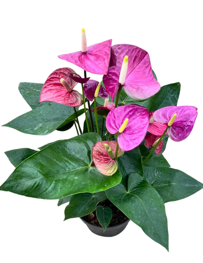 Anthurium