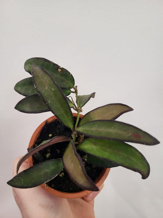 Hoya rosita (H. wayetii x H. tsangii)