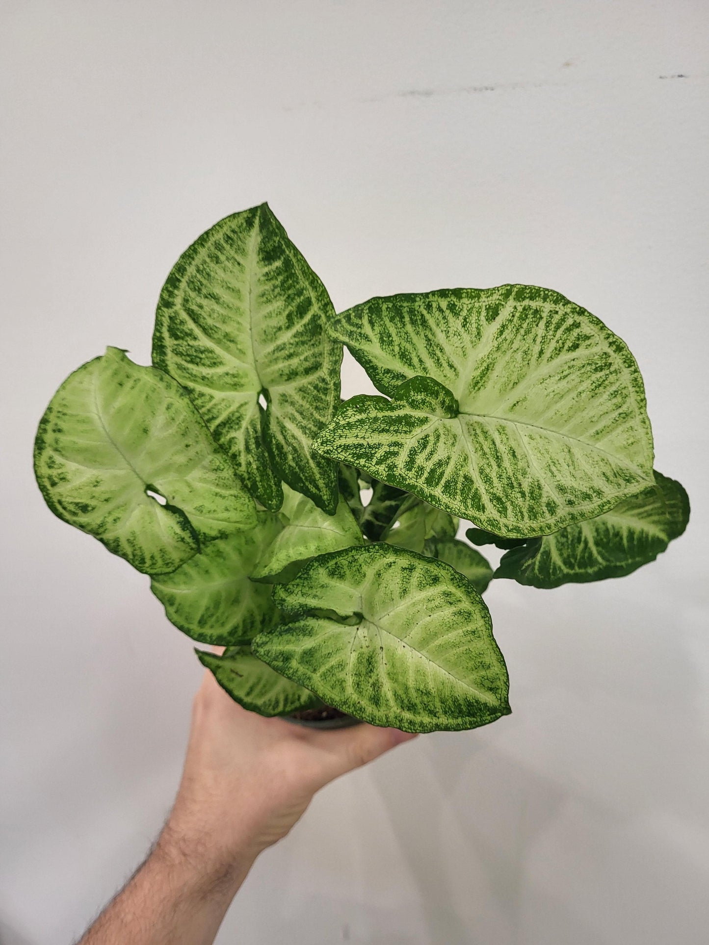 Syngonium 'White Butterfly' - Arrowhead Plant