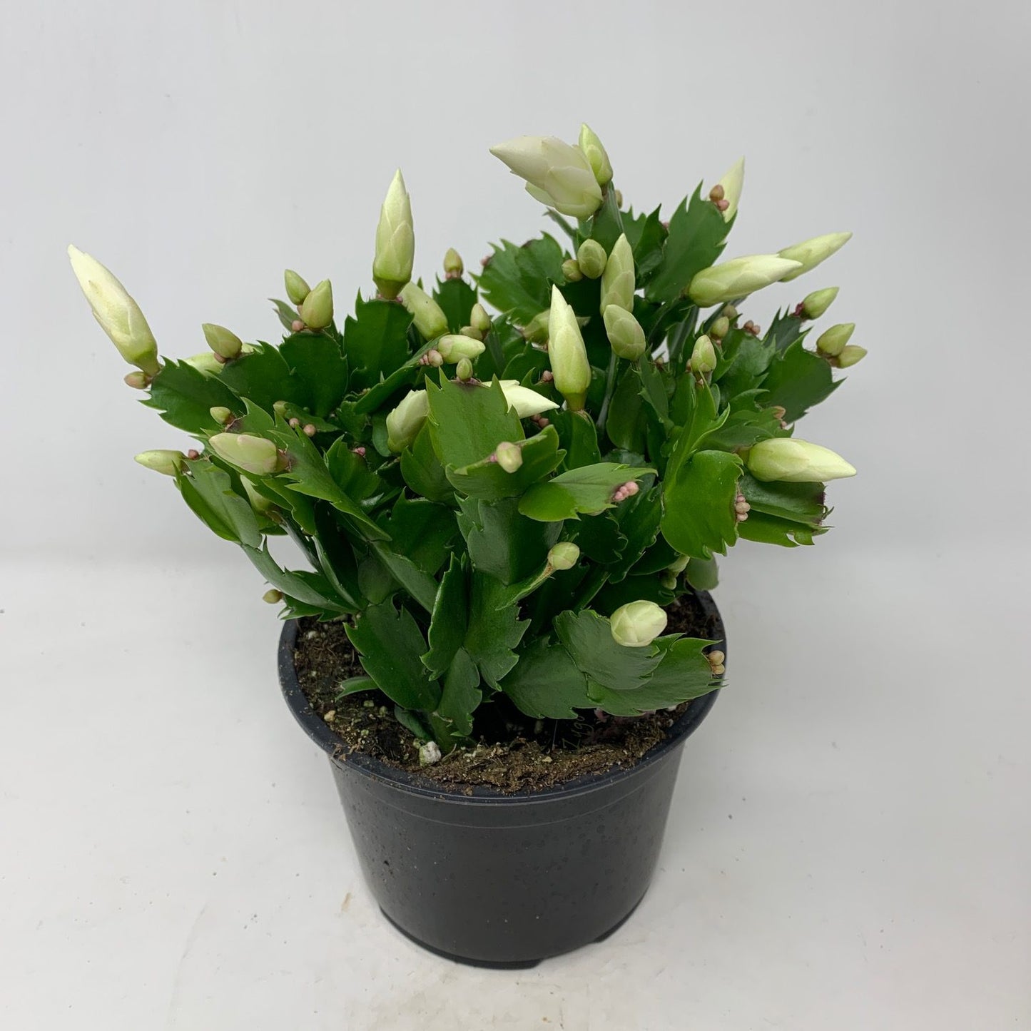 Schlumbergera sp. - Christmas Cactus