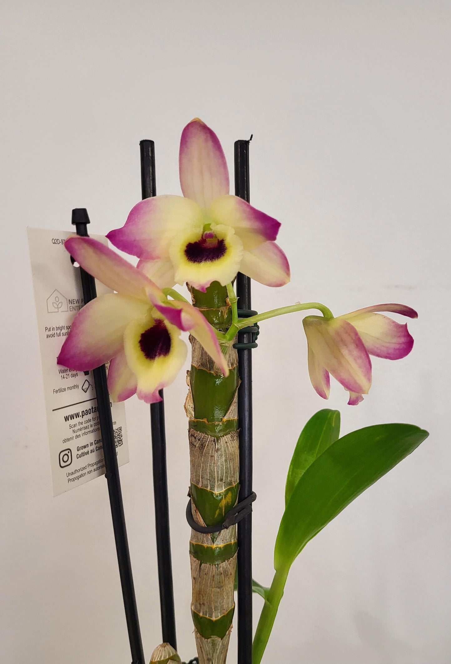 Dendrobium Orchid