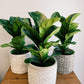 Ficus lyrata - Fiddle-Leaf Fig