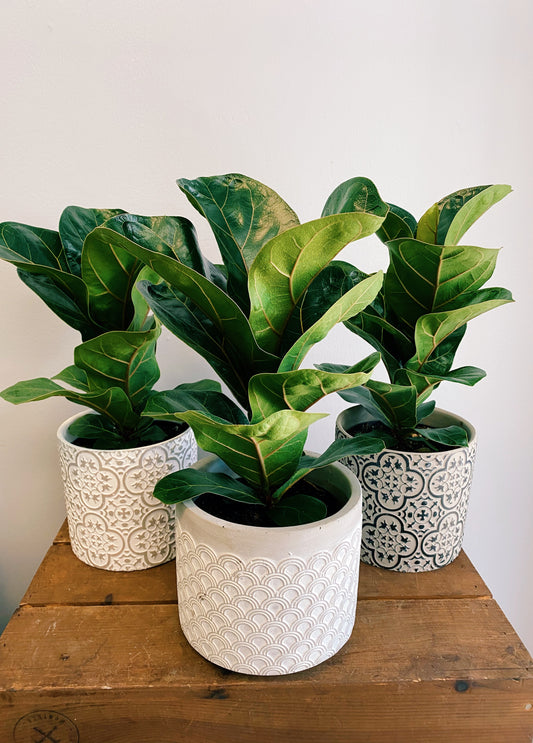 Ficus lyrata - Fiddle-Leaf Fig