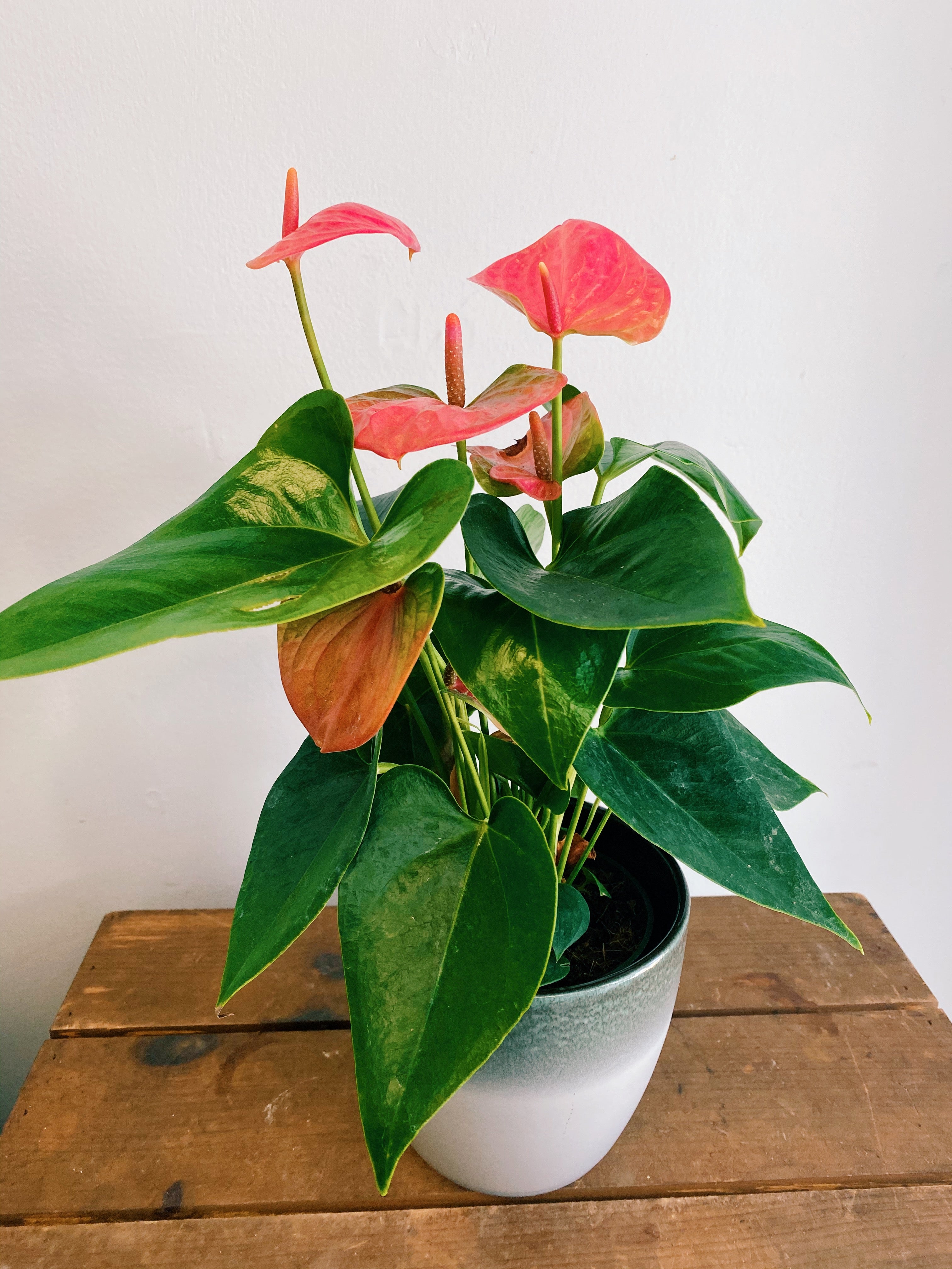 Anthurium – Wild Willy's Plants and Flowers