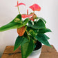 Anthurium