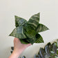 Bird's Nest Sansevieria (Dracaena) - Snake Plant