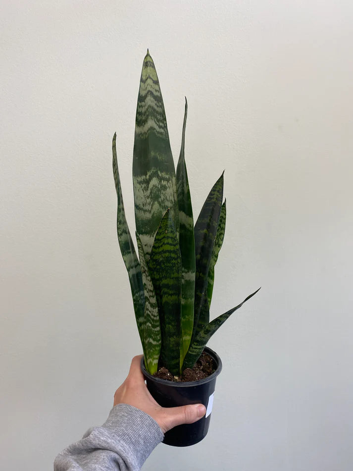 Sansevieria 'Black Coral' (Dracaena) - Snake Plant