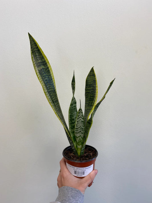 Sansevieria 'Laurentii' (Dracaena) - Snake Plant