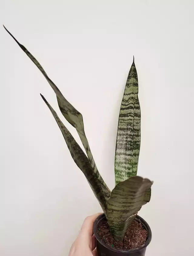 Sansevieria 'Zeylanica' (Dracaena) - Snake Plant