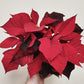 Poinsettia - Euphorbia pulcherrima