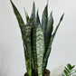 Sansevieria 'Black Coral' (Dracaena) - Snake Plant