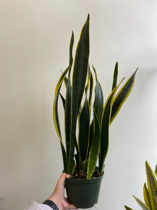 Sansevieria 'Black Gold' (Dracaena) - Snake Plant