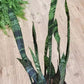 Sansevieria 'Black Coral' (Dracaena) - Snake Plant