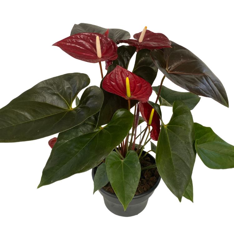 Anthurium