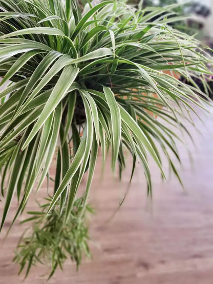 Chlorophytum 'Reverse/Ocean' Spider Plant