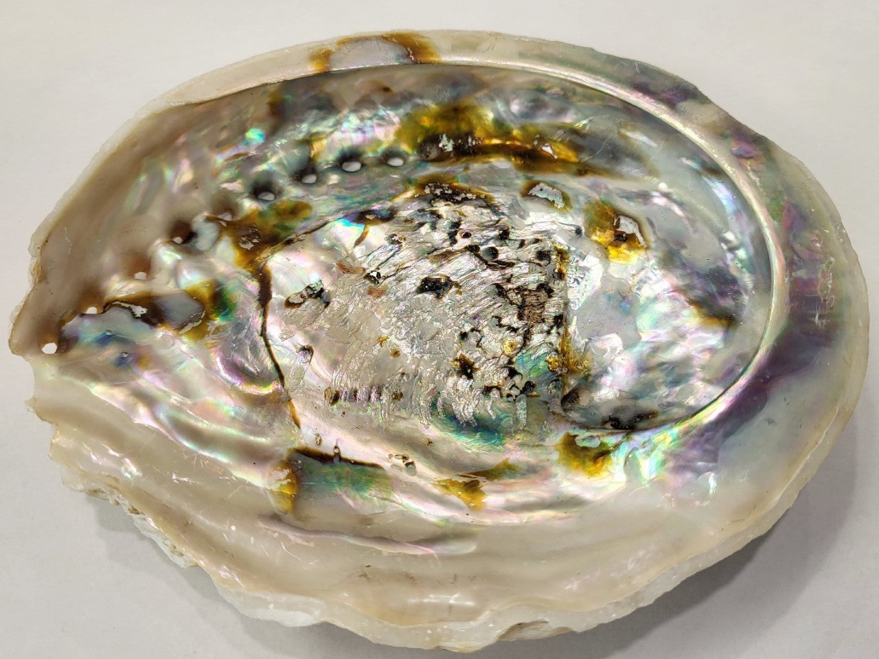 Abalone Shell – Wild Willy's Plants and Flowers