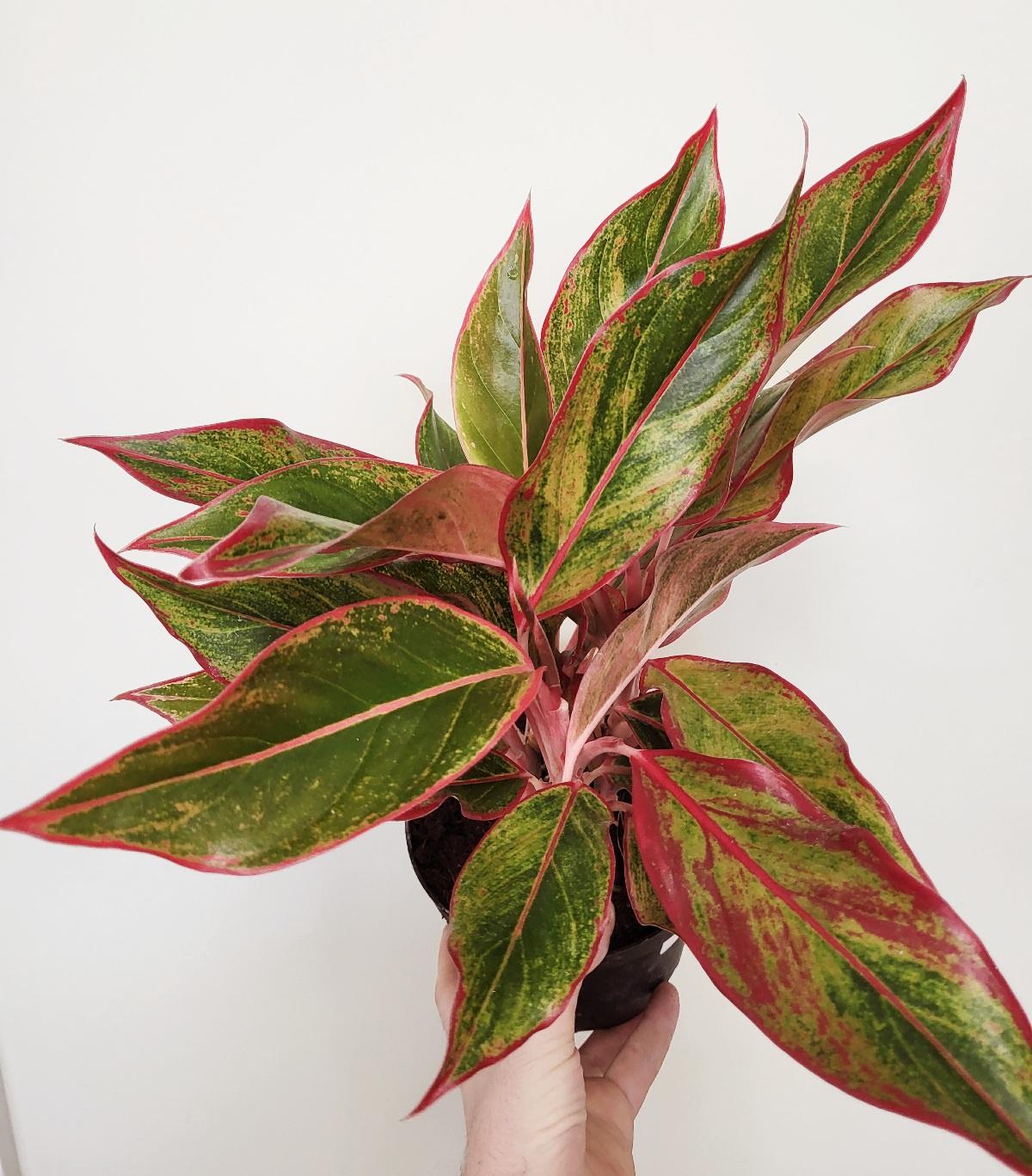 Aglaonema 'Creta- Chinese Evergreen