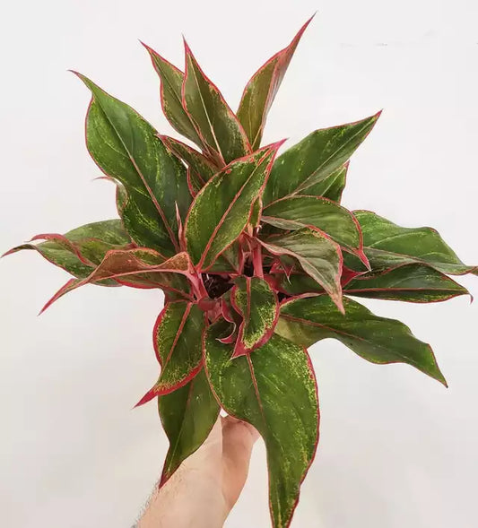 Aglaonema 'Siam Red' - Chinese Evergreen