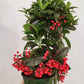 Ardisia crenata - Christmas Berry/Coral Berry