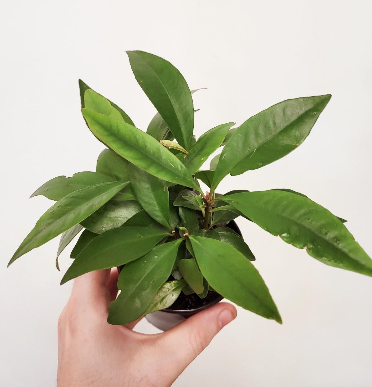 Ardisia elliptica - Shoebutton Plant