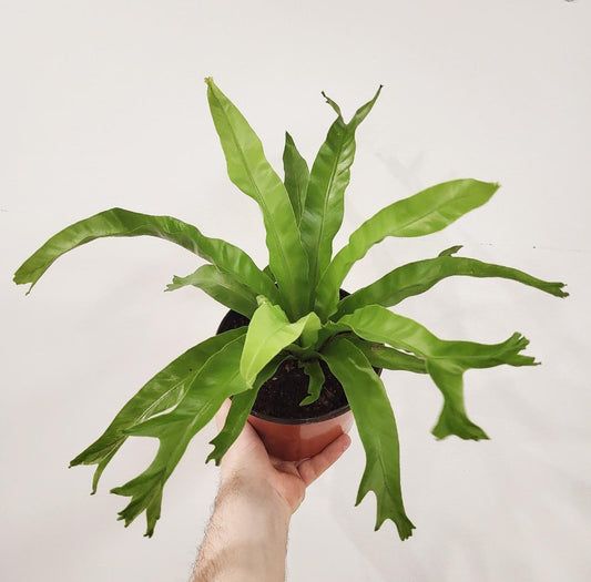 Asplenium nidus 'Osaka' - Bird's Nest Fern