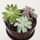 Succulent Planters, Assorted Styles