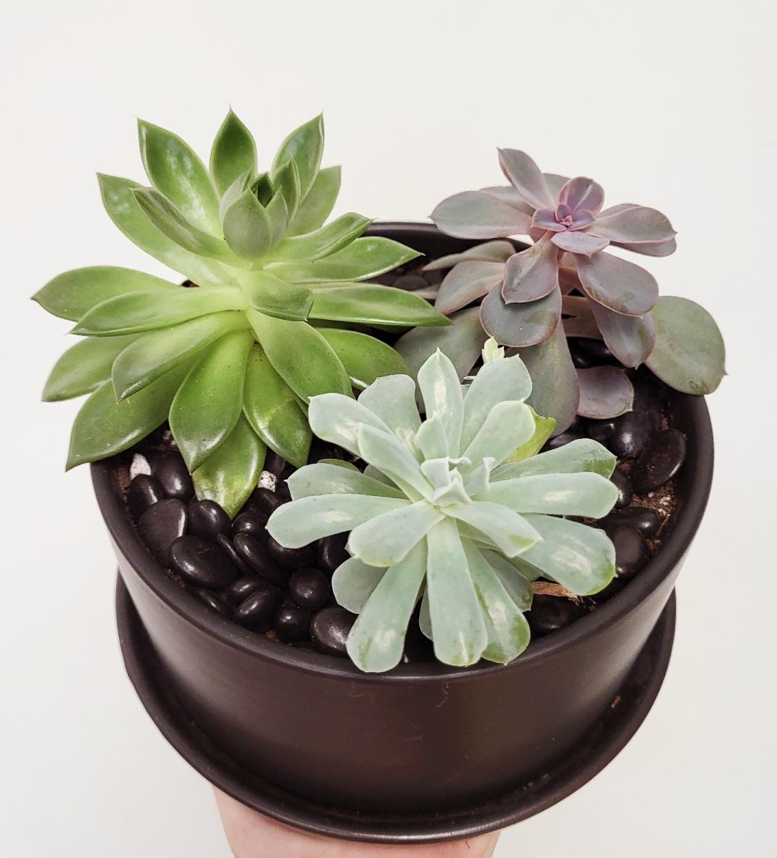 Succulent Planters, Assorted Styles