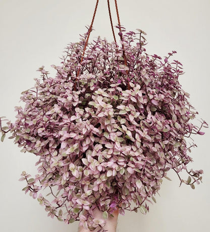 Callisia repens - Pink Lady, Pink Panther