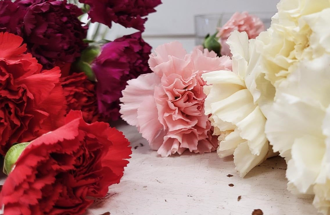 Carnation Break Made with Love - Carnation Carnival – Wild Willy's Plants and Flowers