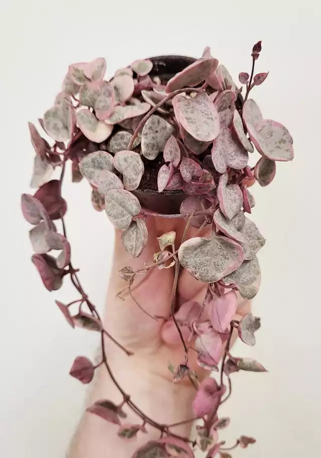 Ceropegia woodii - Variegated String of Hearts