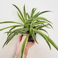 Chlorophytum 'Reverse'/ 'Ocean' - Reverse Spider Plant