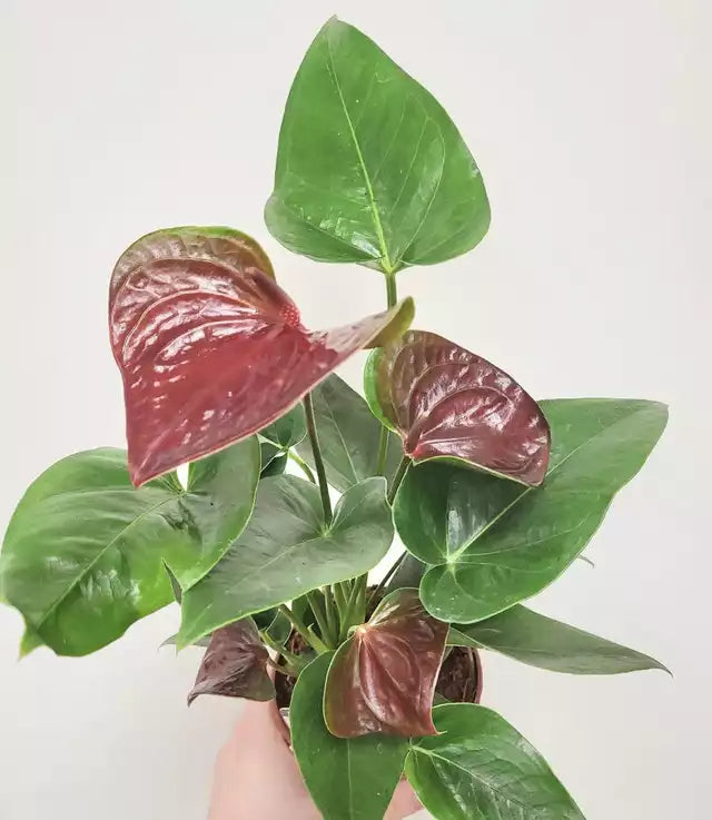 Anthurium