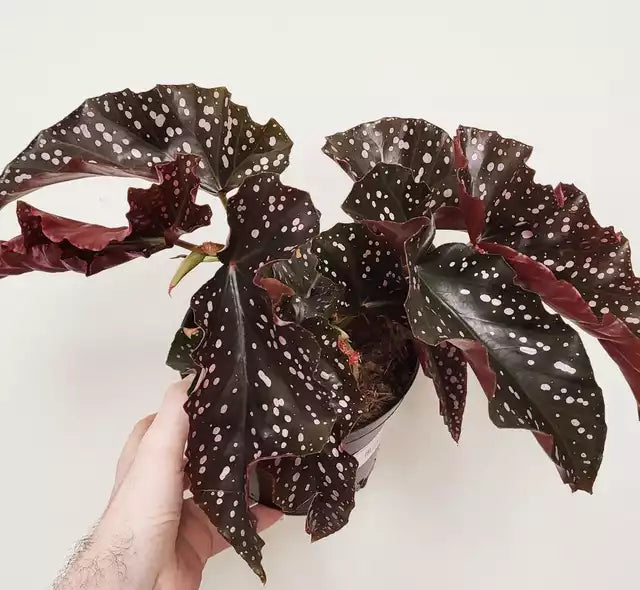 Begonia maculata 'Crackling Rosie'