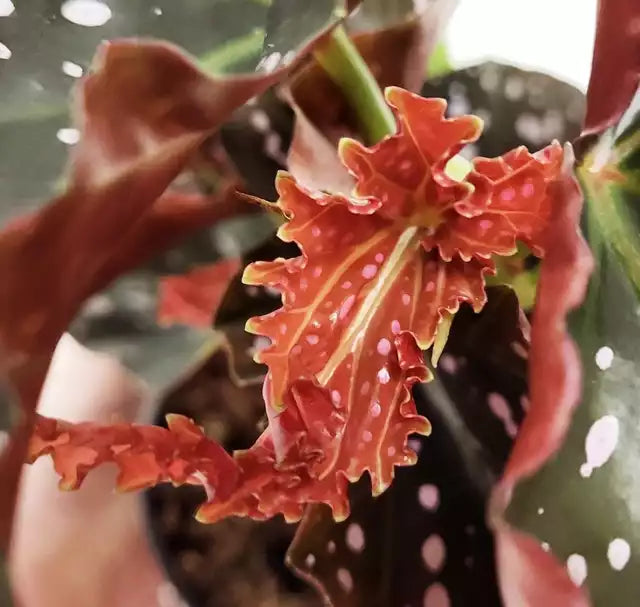 Close up of an emerging leaf. Note the vibrant red color. Leaf will unfurl into its normal adult shape in the next few weeks.