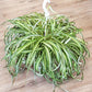 Chlorophytum 'Bonnie' - Curly Spider Plant