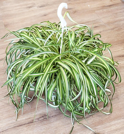 Chlorophytum 'Bonnie' - Curly Spider Plant