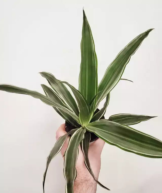 Dracaena fragrans ‘Warneckii’ - Warneckii Dracaena