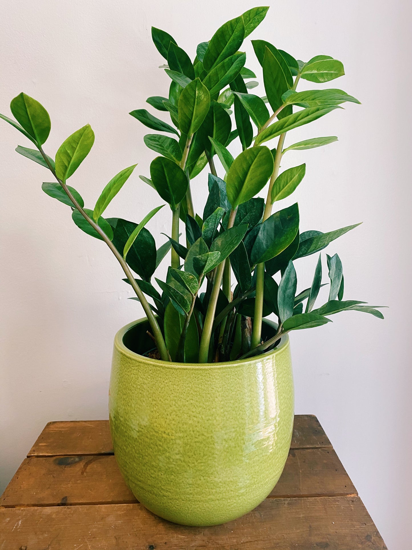 Zamioculcas zamiifolia - ZZ Plant